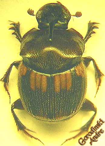 http://www.gorodinski.ru/copr/Onthophagus punneeae.jpg